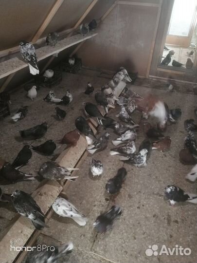 Николаевские голуби