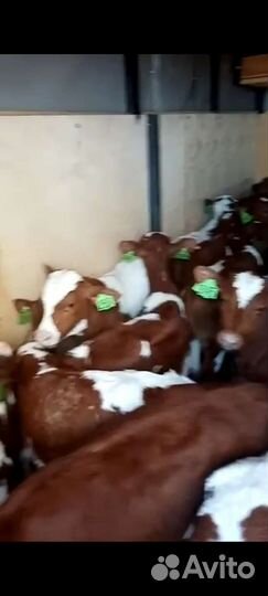 Телята бычки