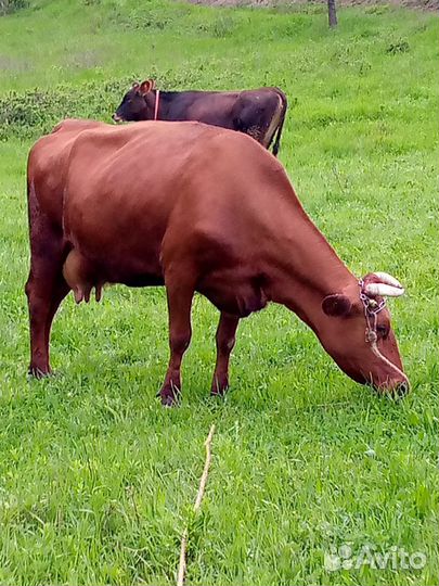 Телята; бычёк и тёлочка