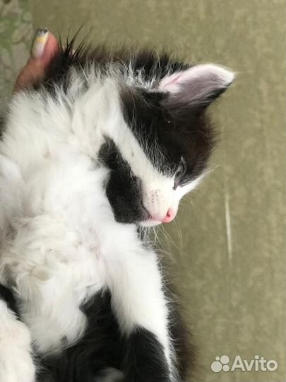 Отдам котенка в добрые руки мальчик