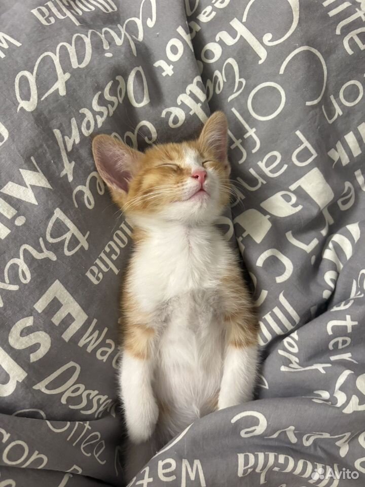 Котёнок в добрые руки, Уфа