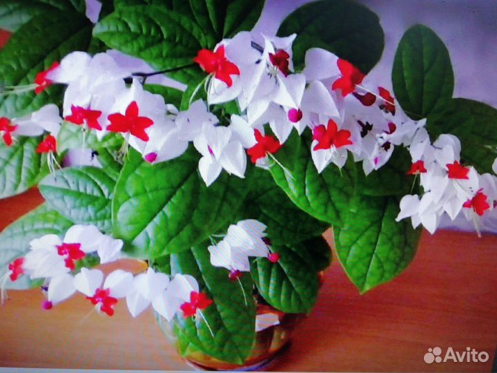 Клеродентрум, декабрист белый и фуксия цветущие