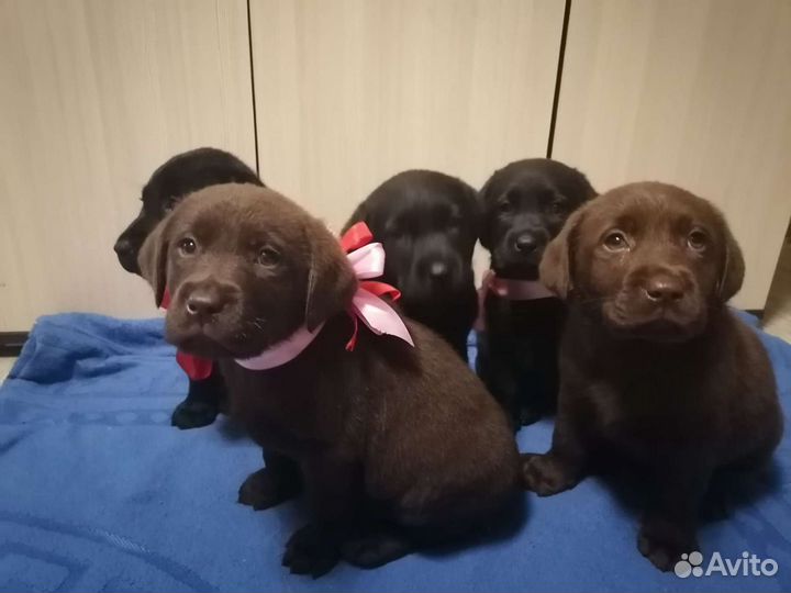 Щенки лабрадора