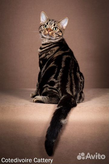 Американская короткошерстная кошка