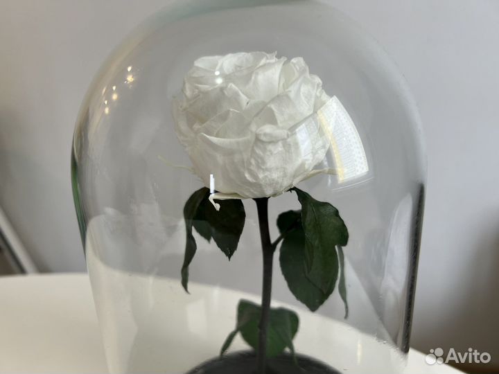 Роза в колбе живая декоративная