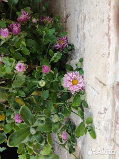 Можжевельник Хризантема чабрец