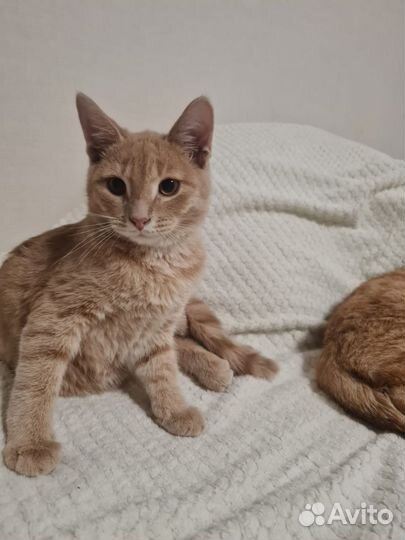 Котята ищут дом