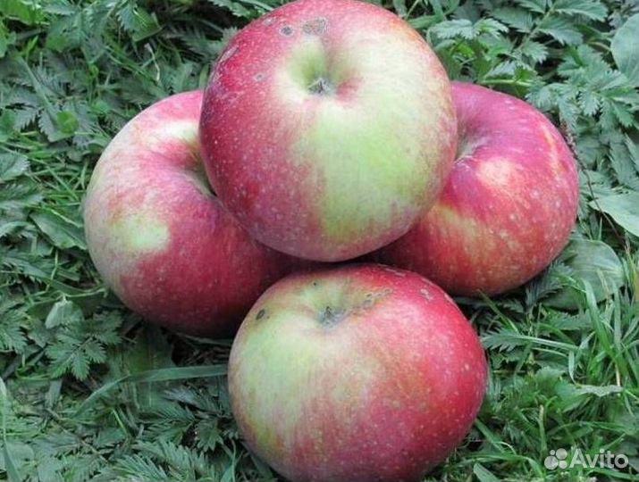 Саженцы яблони Антей