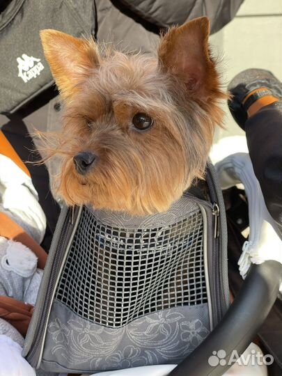 Йоркширский терьер вязка мини мальчик