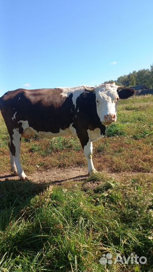 Корова дойная