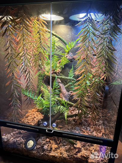 Йеменский хамелеон с террариумом