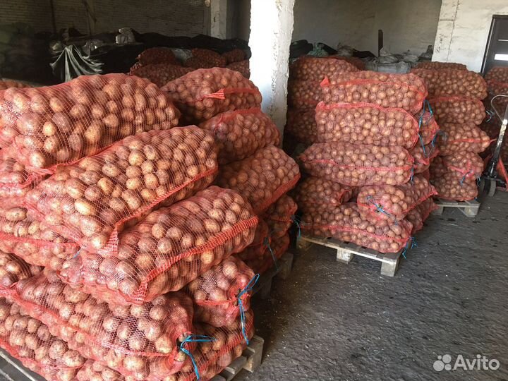 Продам картофель