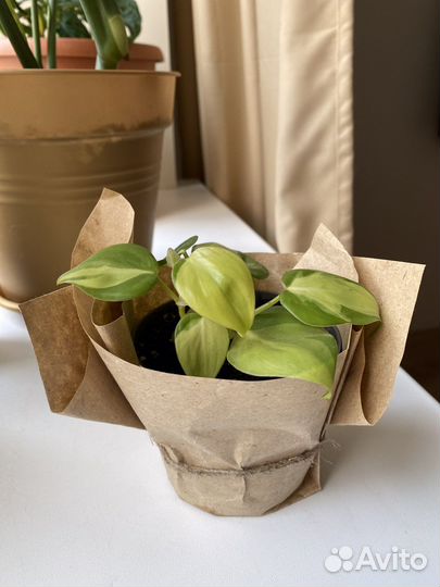 Филодендрон бразил лиана