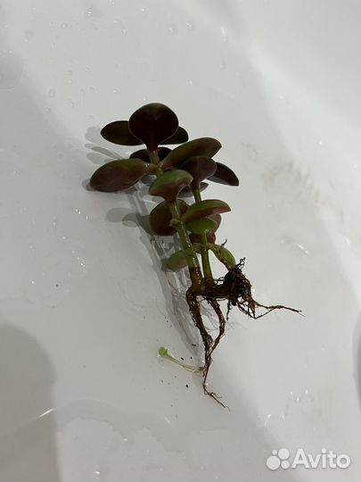 Ростки денежного дерева (толстянки) + горшки