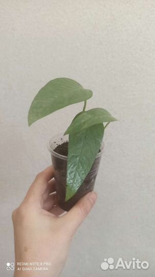 Комнатные цветы N 2