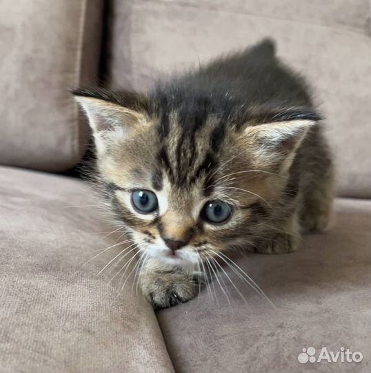 Шотландские вислоухие котята