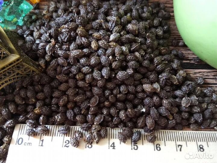 Семена папаи