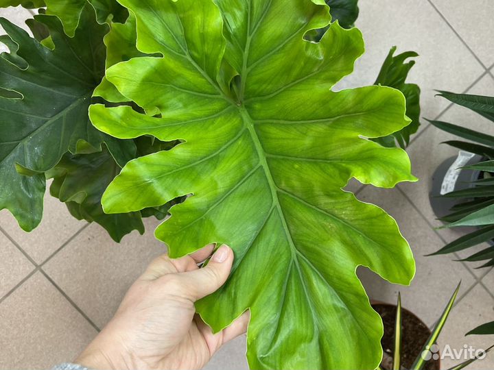 Филодендрон