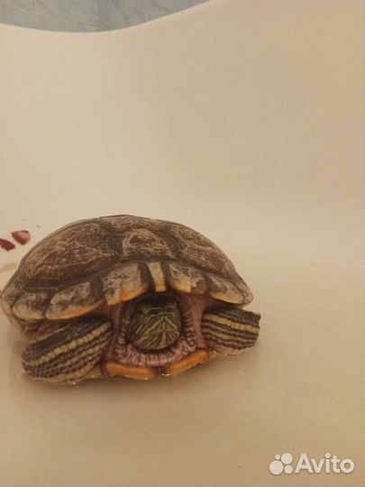 Черепаха
