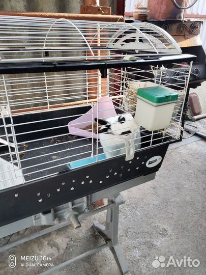 Декоративный кролик Джонник бесплатно