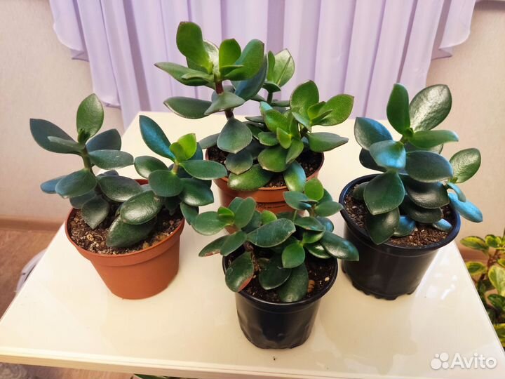 Крассула толстянка