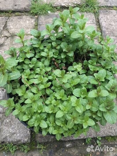 Садовые растения