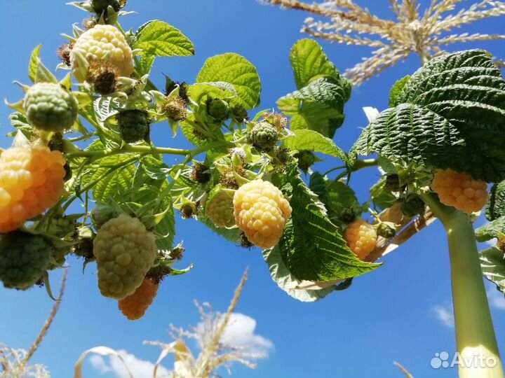 Саженцы, малина желтая урожайная, клубника