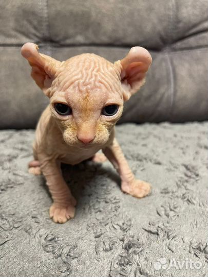 Эльфы котята