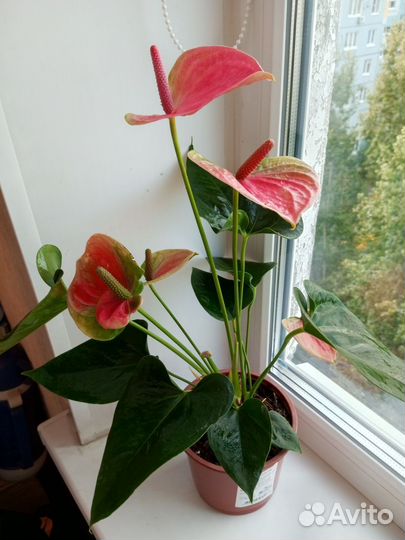 Антуриум ярко розовый