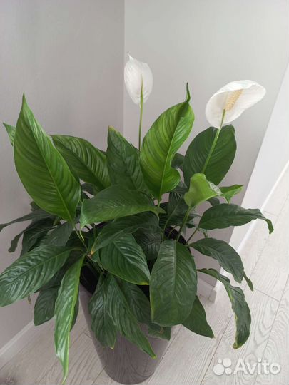 Спатифиллум