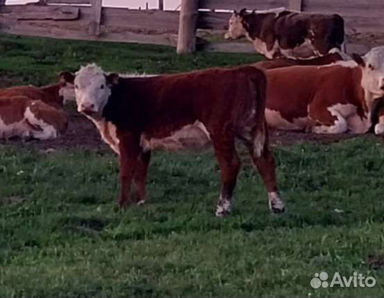 Телки нетели герефорды