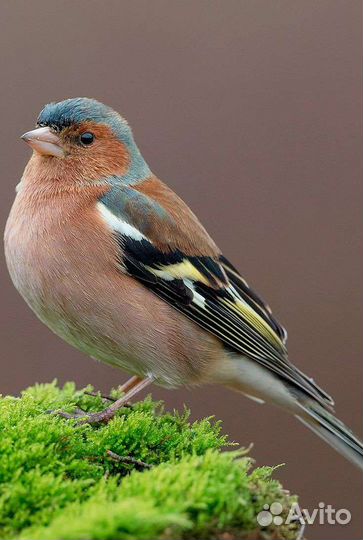 Певчие птицы репелов