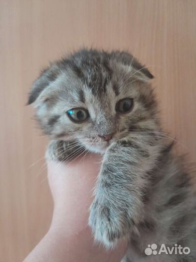 Вислоухие котята