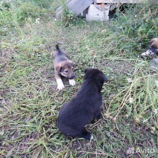 Щенки в добрые руки