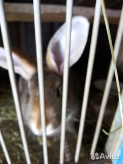 Кролики домашние