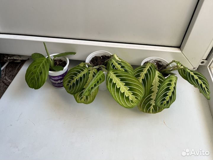 Маранта Lemon Lime