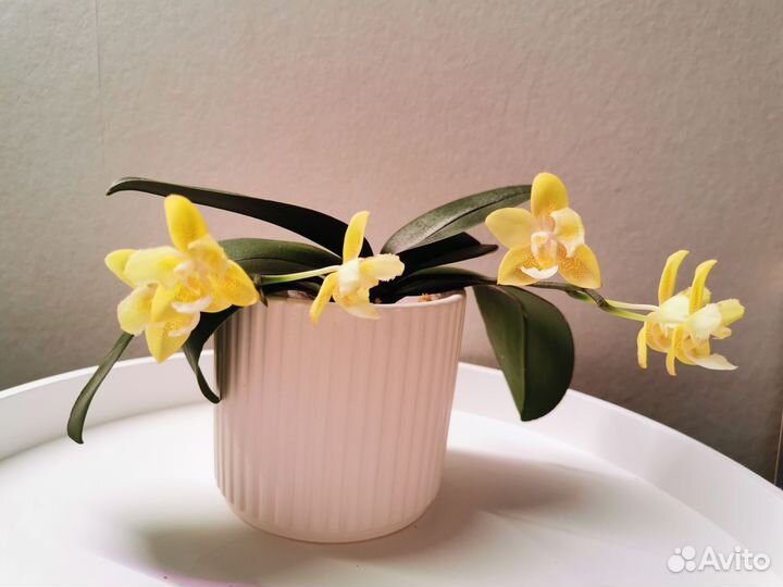 Орхидея фаленопсис yellow chocolate бабочка