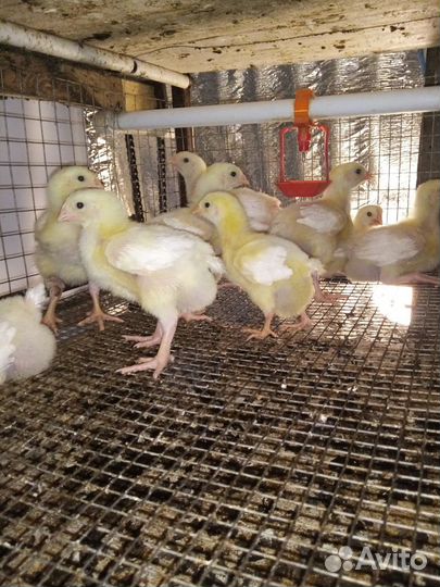 Цыплята Бройлера