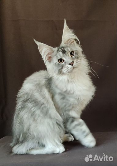 Котята мейн кун серебрянные и черный дым