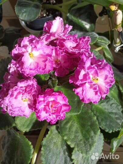 Фиалка сортовая см- Олеся