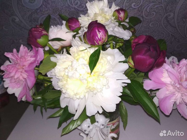 Многолетние цветы