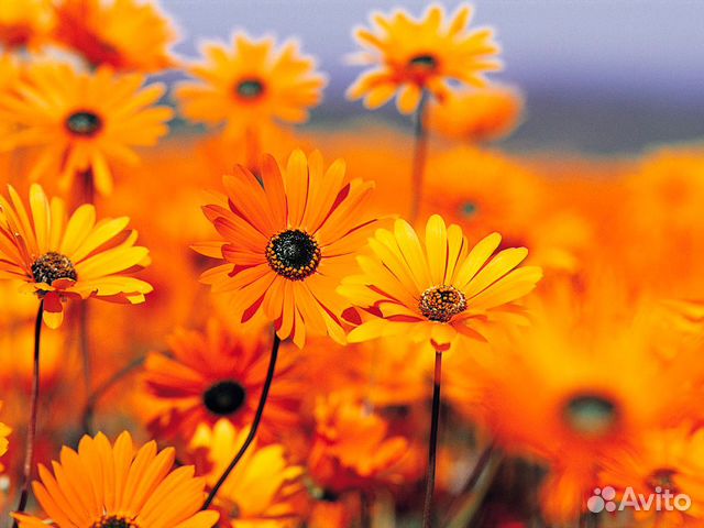 Зерно свежий урожай