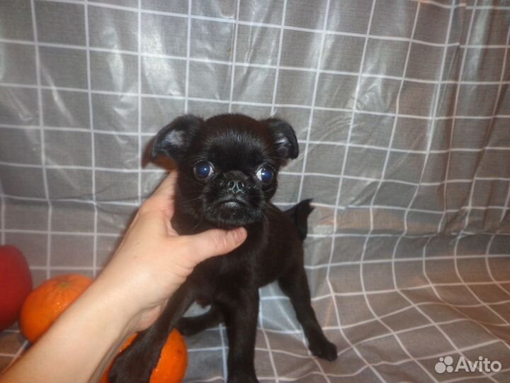 Пти брабансон