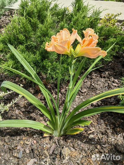 Лилейники сортовые