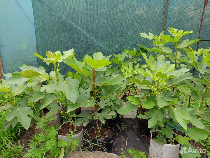 Инжира саженцы. Саженцы инжира