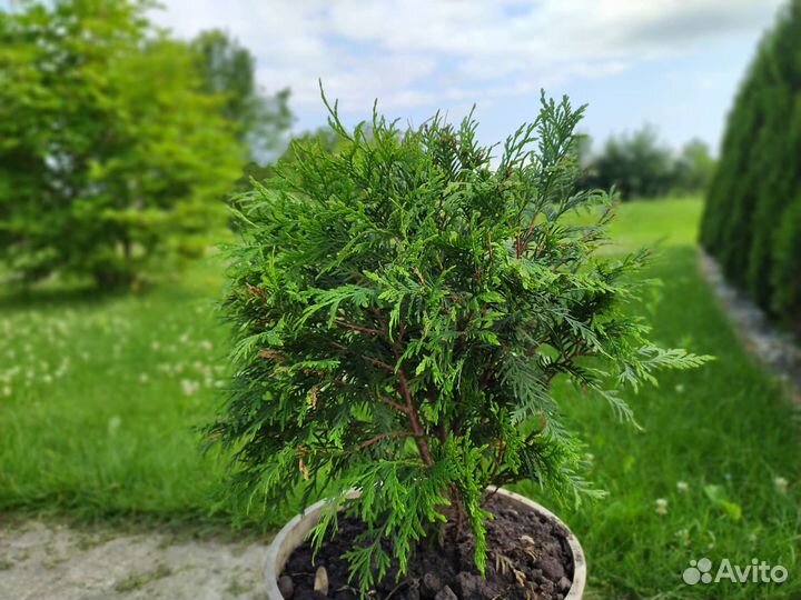 Туя шаровидная