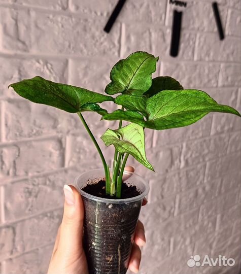 Разные комнатные цветы и мята