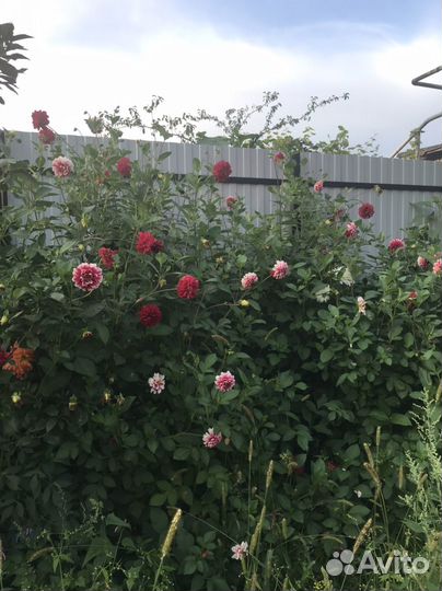 Георгины клубни