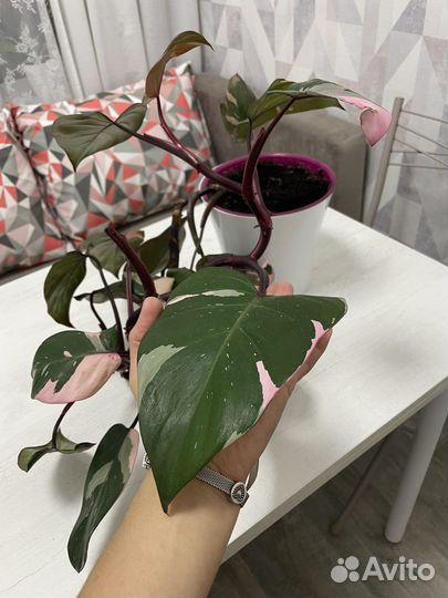 Филодендрон розовая принцесса