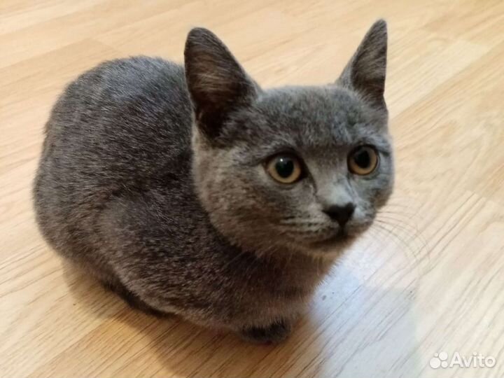 Русская голубая кошка